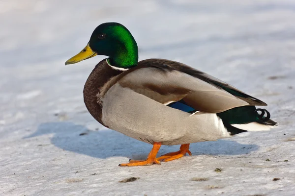 Bir profilde ördek — Stok fotoğraf