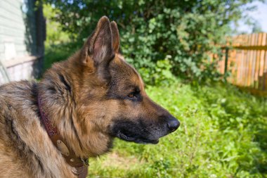 Bir Alman çoban köpeği portresi