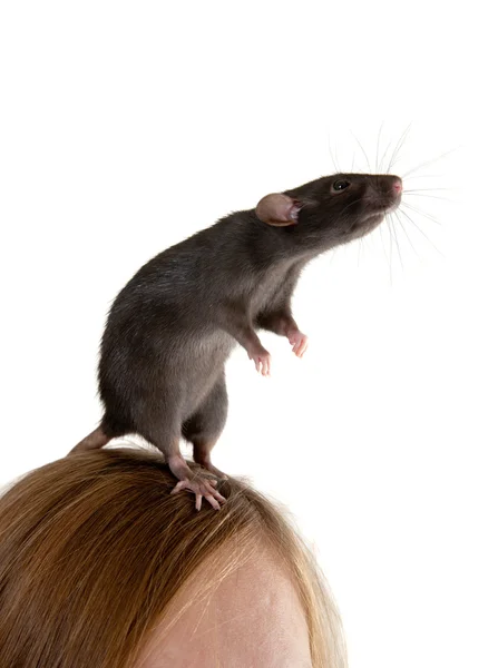 On a head — Stock Photo, Image