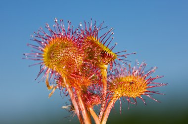 Drosera clipart