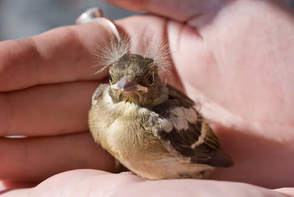 Pássaro bebé do pintassilgo — Fotografia de Stock