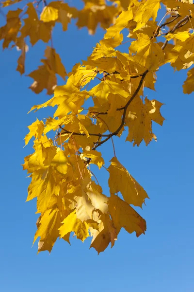 Branche dorée — Photo