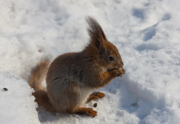 Lo scoiattolo su neve — Foto Stock