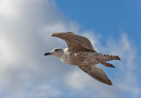 Flight of a seagull — Stock Photo, Image