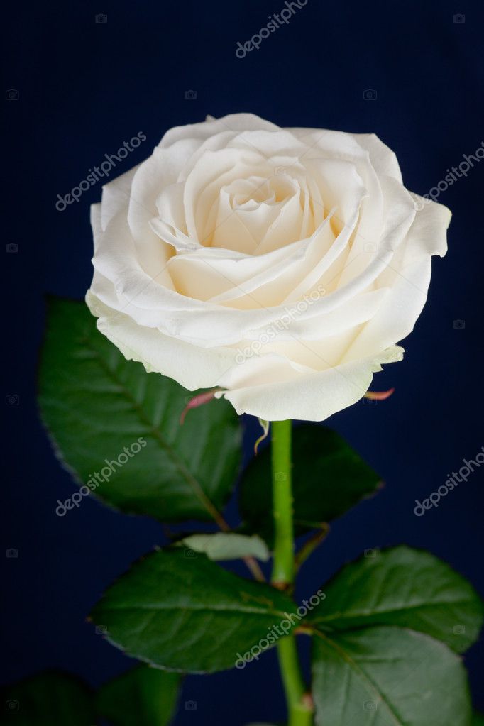 Fonkelnieuw Witte roos — Stockfoto © Argument #4273222 PK-61