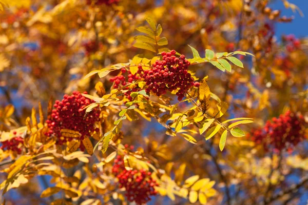 Takken van herfst rowan boom — Stockfoto