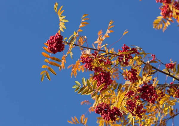 Rowan árbol —  Fotos de Stock