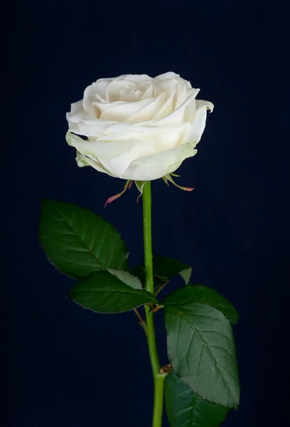 White rose Royalty Free Stock Images
