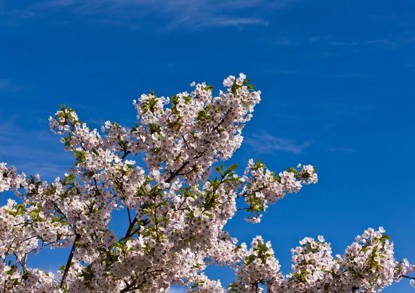 Branches of an japanese cherry — Stock Photo, Image