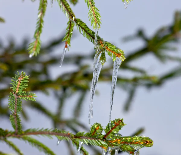 杉木树上的冰柱 — 图库照片