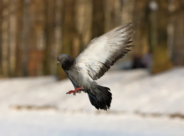 Flygende due – stockfoto