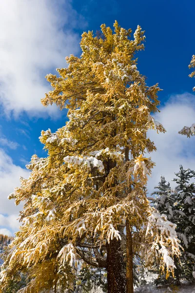 Зимняя лиственница — стоковое фото