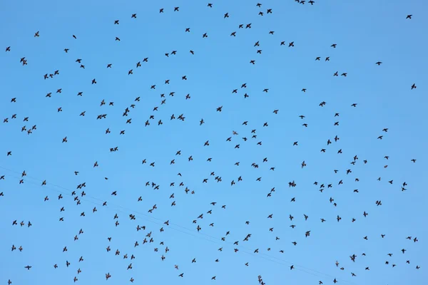 Großer Vogelschwarm — Stockfoto