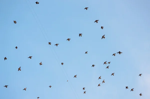 Flock Sidensvansar — Stockfoto