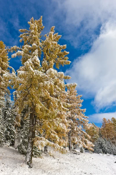 冬季针叶树木材后一次降雪在阳光灿烂的日子 — 图库照片