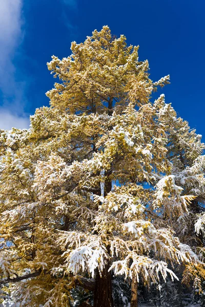 Alto Otoño Alerce Amarillo Bajo Una Nieve —  Fotos de Stock