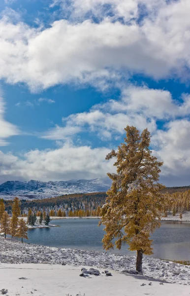 Modřín Břehu Horského Jezera Zimě — Stock fotografie