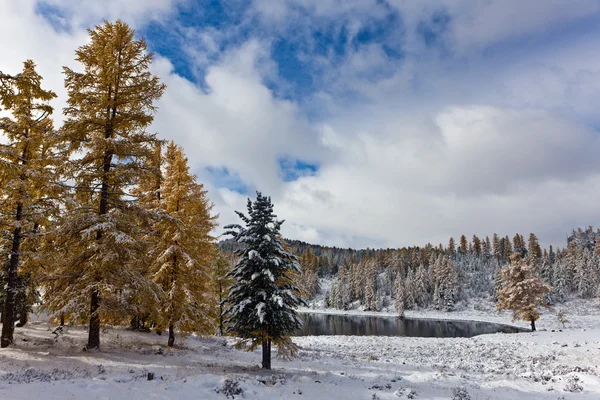 冬の風景です 針葉樹木材と山中湖 — ストック写真