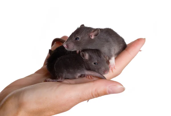 Três pequenos ratos bebés pretos — Fotografia de Stock