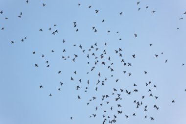 gökyüzü arka plan üzerinde uçuş waxwings sürüsü