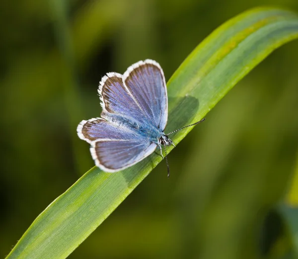 Bir Çim Üzerinde Küçük Bir Kelebek Yakın Çekim — Stok fotoğraf