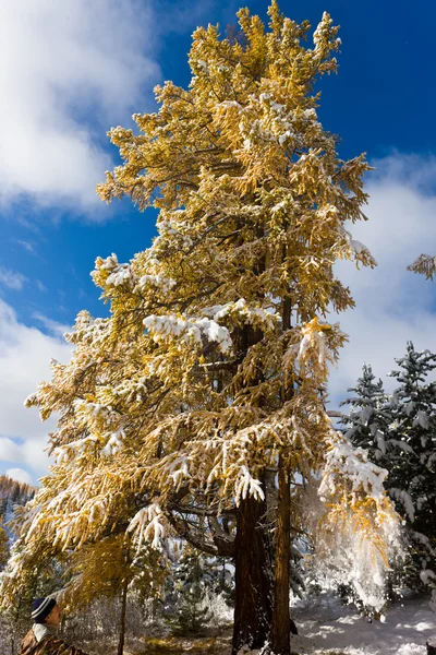 Высокая Осенняя Желтая Лиственница Снегопадом — стоковое фото