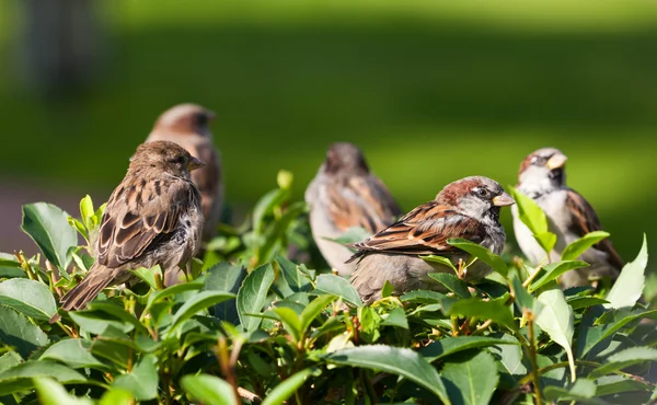 Flock of sparrows — Stock Photo, Image