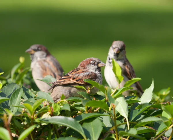 Three sparrows — Stock Photo, Image
