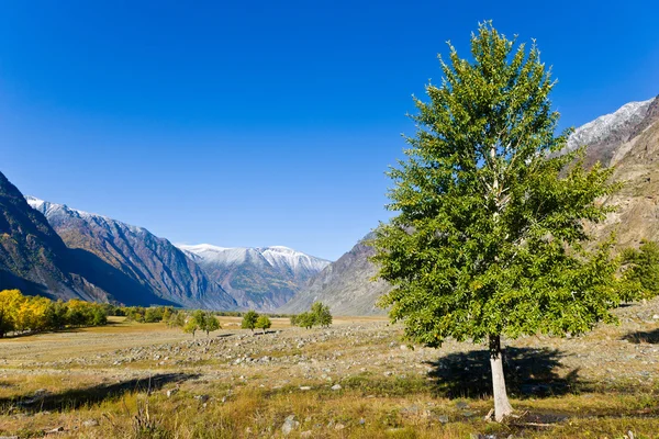 Paisagem Montanhosa Com Uma Árvore Primeiro Plano — Fotografia de Stock