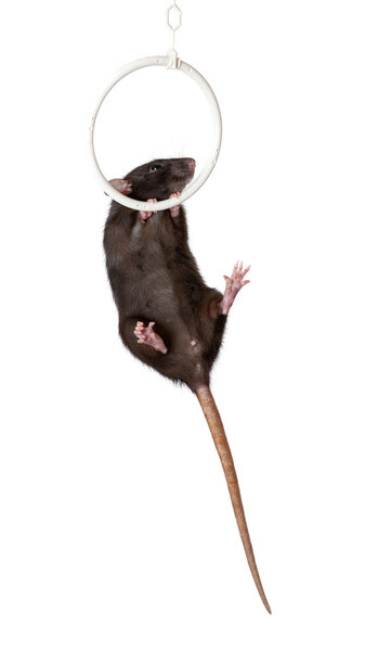 Gymnastics on a ring