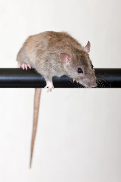 Nyfiken råtta — Stockfoto