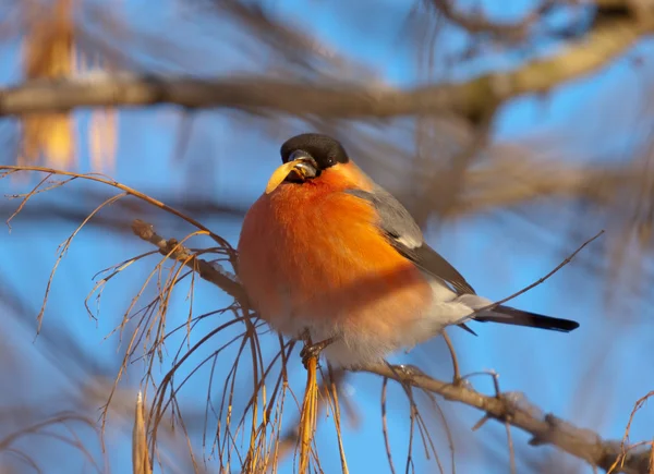 Bullfinch Eats Ash Tree Seeds Winter — Stock Photo, Image