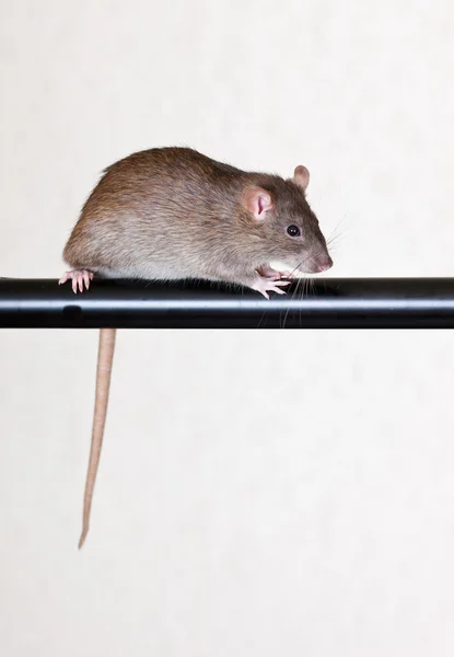 Gray house rat — Stock Photo, Image