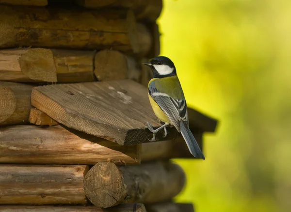 Titmouse em uma pequena casa de madeira — Fotografia de Stock