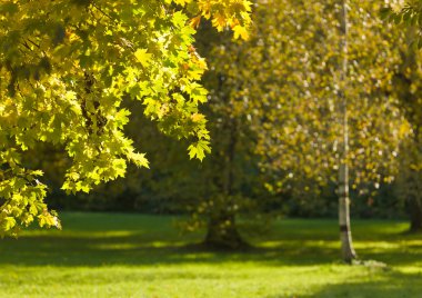 bir erken sonbahar Park sonbahar manzarası