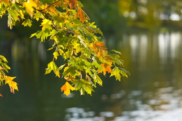 Осенняя ветвь — стоковое фото