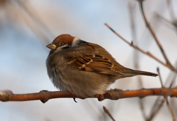 Portrait Sparrow Sitting Branch Passer Montanus — Stock Photo, Image