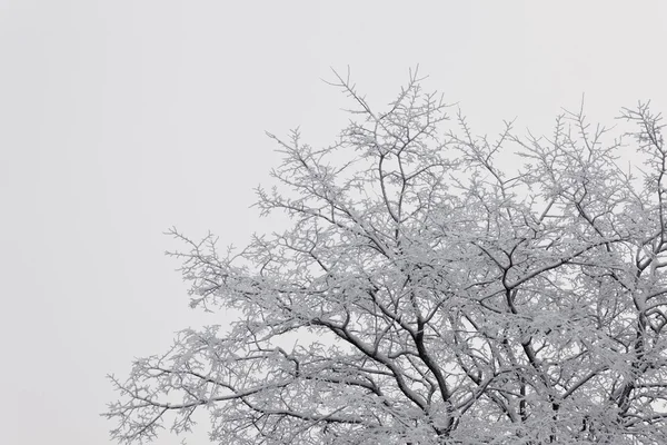 Χιονισμένο Κλαδιά Ενός Δέντρου Συννεφιασμένη Μέρα Του Χειμώνα — Φωτογραφία Αρχείου