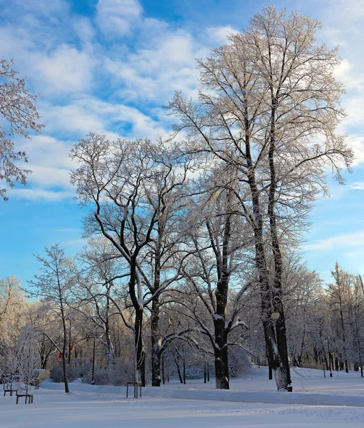 Parklandschap Zonnige Koude Winterdag — Stockfoto