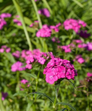 Pembe karanfil (karanfil yaz yeşil çimen)