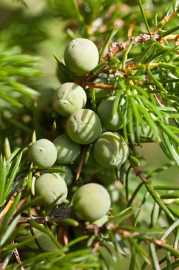 Branch of a juniper clipart