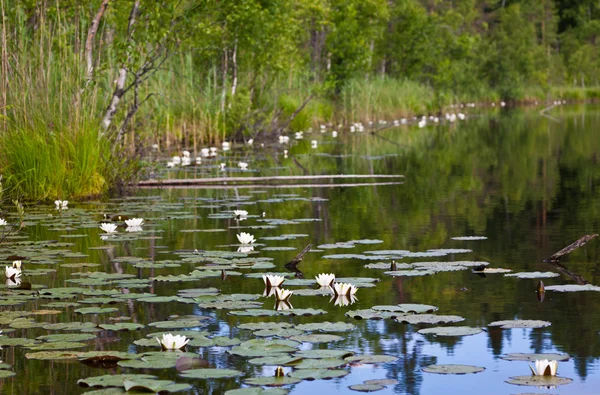 同组的百合花的木湖海岸 — 图库照片