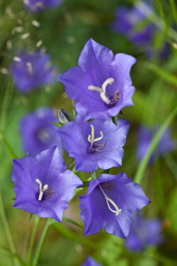 koyu mavi bluebells