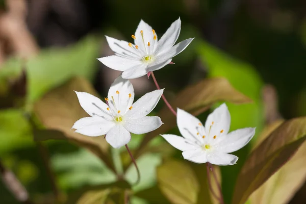 Drie witte bloemen — Stockfoto