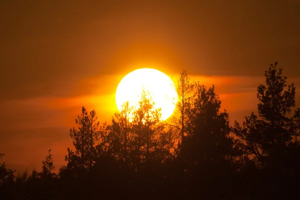 Západ slunce nad dřevo — Stock fotografie