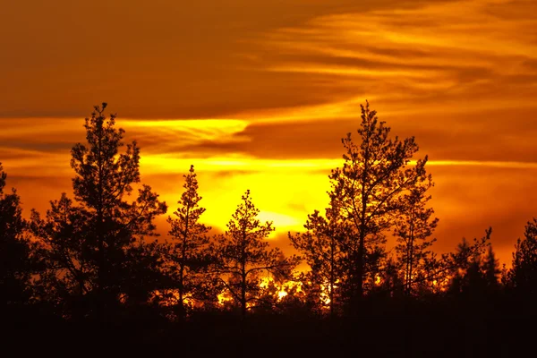 Закат Над Лесом Крупным Планом — стоковое фото