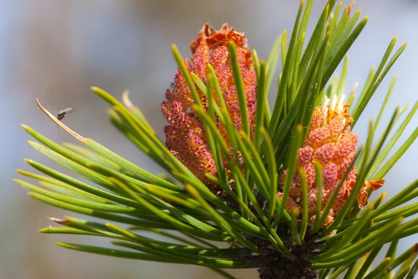 Branch Pine Young Cones — Stock Photo, Image