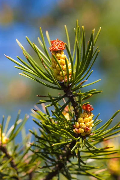Pine with young cones — Stock Photo, Image
