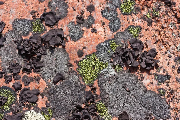 Fondo Piedra Abstracto Con Líquenes Verdes Negros — Foto de Stock