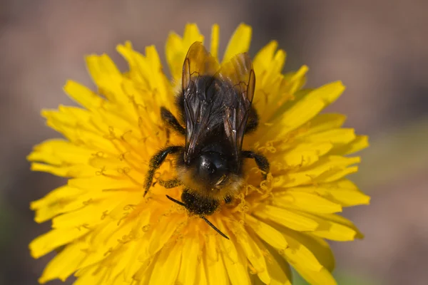 Bee Collects Pollen Dandelion — Stock Photo, Image